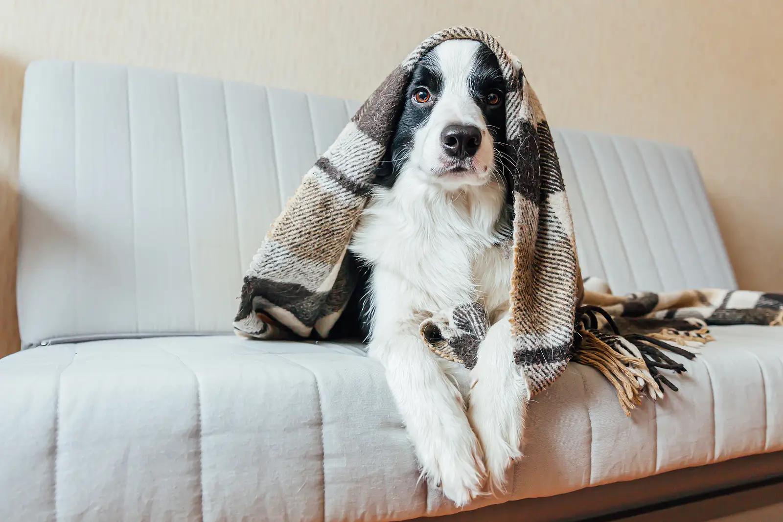 Pet Policies That Pay Off: A San Antonio Landlord’s Guide to Welcoming Pets the Smart Way
